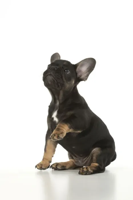Framed Print : DOG. French Bulldog, puppy (10 weeks old ) sitting, face expression, on white background, studio