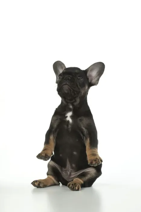 Framed Print : DOG. French Bulldog, puppy (10 weeks old ) sitting, face expression, on white background, studio