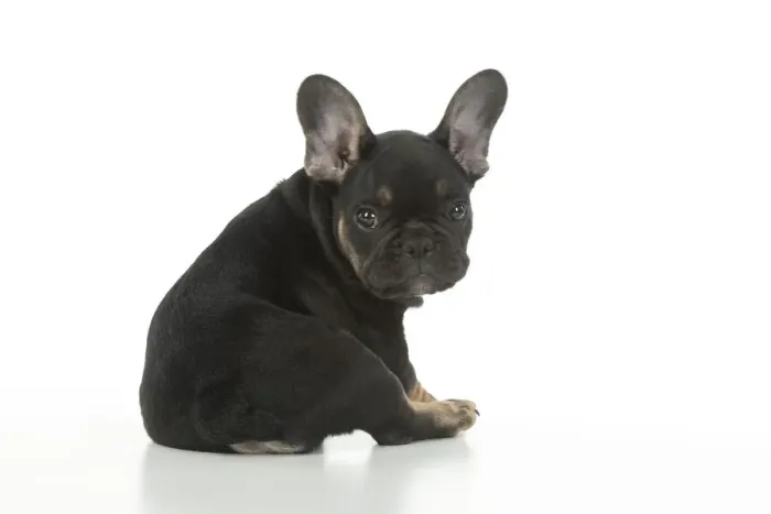 Framed Print : DOG. French Bulldog, puppy (10 weeks old ) sitting, looking around over shoulder, face expression, on white background, studio Framed Print : DOG. French Bulldog, puppy (10 weeks old ) sitting, looking around over shoulder, face expression, on white background, studio