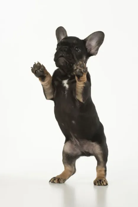 Framed Print : DOG. French Bulldog, puppy (10 weeks old ) standing up on back legs, , on white background, studio Framed Print : DOG. French Bulldog, puppy (10 weeks old ) standing up on back legs, , on white background, studio