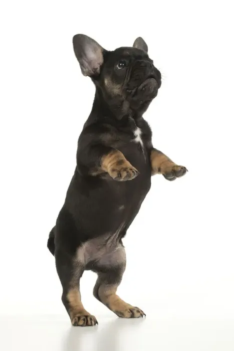 Framed Print : DOG. French Bulldog, puppy (10 weeks old ) standing up on back legs, , on white background, studio Framed Print : DOG. French Bulldog, puppy (10 weeks old ) standing up on back legs, , on white background, studio