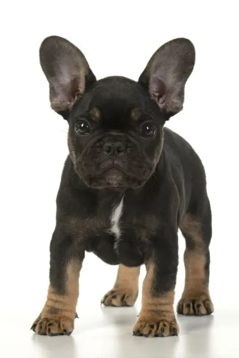 Framed Print : DOG. French Bulldog, puppy (10 weeks old ) standing on white background, studio Framed Print : DOG. French Bulldog, puppy (10 weeks old ) standing on white background, studio