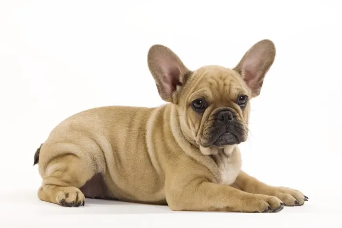 Framed Print : Dog - French Bulldog puppy Framed Print : Dog - French Bulldog puppy