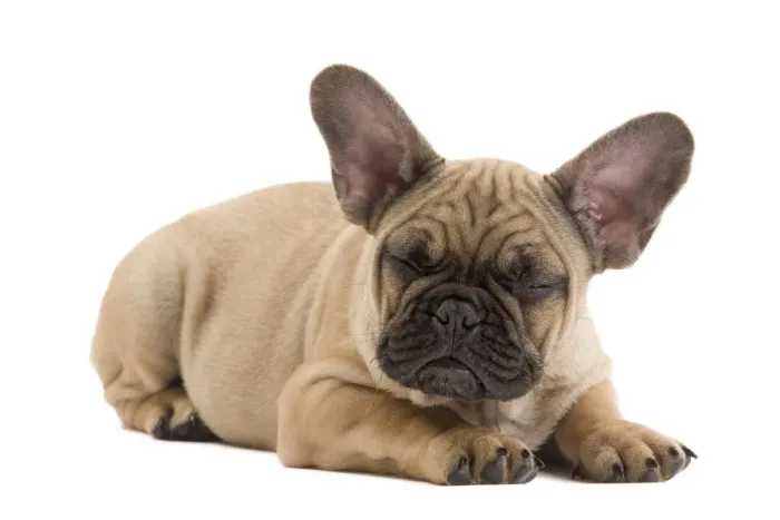 Framed Print : Dog - French Bulldog puppy in studio Framed Print : Dog - French Bulldog puppy in studio