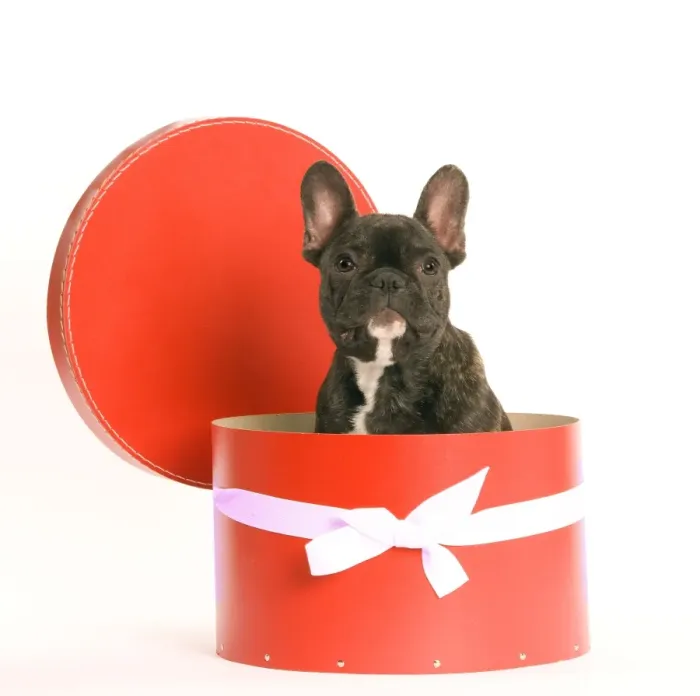 Framed Print : Dog - French Bulldog sitting in hat box Framed Print : Dog - French Bulldog sitting in hat box