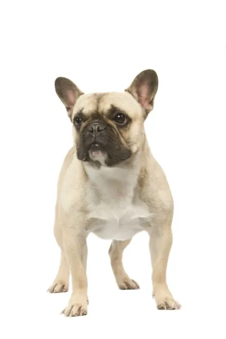 Framed Print : Dog - French Bulldog in studio Framed Print : Dog - French Bulldog in studio