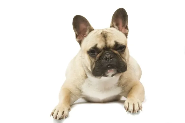 Framed Print : Dog - French Bulldog in studio Framed Print : Dog - French Bulldog in studio