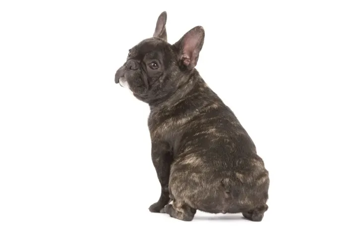 Framed Print : Dog - French Bulldog in studio Framed Print : Dog - French Bulldog in studio