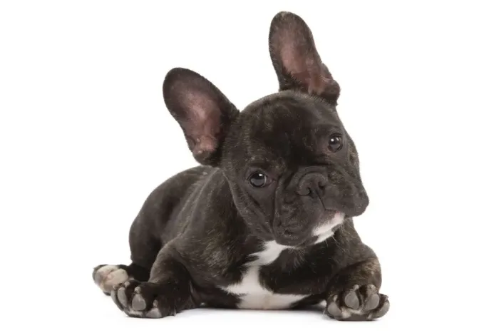 Framed Print : Dog - French Bulldog in studio Framed Print : Dog - French Bulldog in studio