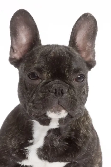 Framed Print : Dog - French Bulldog in studio Framed Print : Dog - French Bulldog in studio