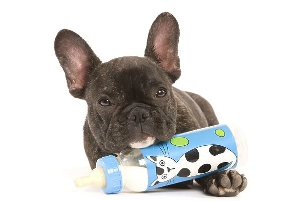 Dog - French Bulldog in studio with baby bottle of milk