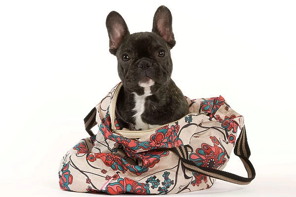 Dog - French Bulldog in studio in carrying bag
