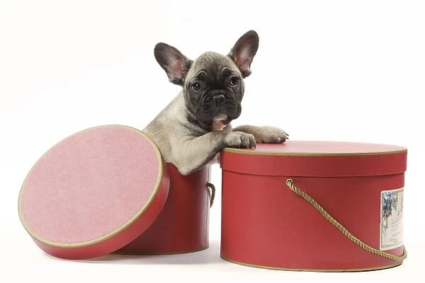 Dog - French Bulldog in studio in hat box