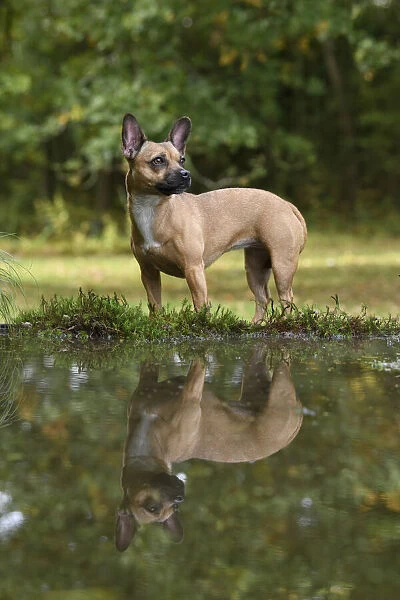 DOG, French Bulldog X Chihuahua, standing next to a pool in a graden, with reflection in water