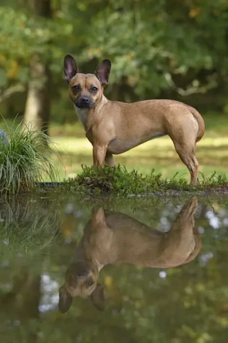 Framed Print : DOG, French Bulldog X Chihuahua, standing next to a pool in a graden, with reflection in water