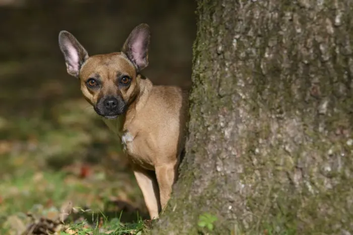 Framed Print : DOG, French Bulldog X Chihuahua, looking around from behind a treein a graden, autumn Framed Print : DOG, French Bulldog X Chihuahua, looking around from behind a treein a graden, autumn