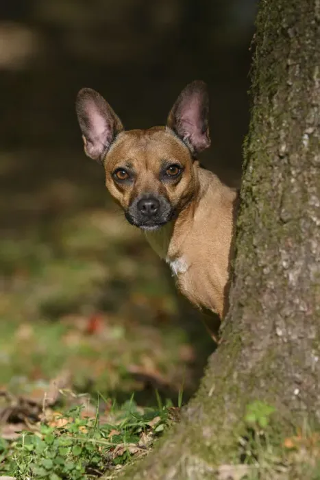 Framed Print : DOG, French Bulldog X Chihuahua, looking around from behind a treein a graden, autumn Framed Print : DOG, French Bulldog X Chihuahua, looking around from behind a treein a graden, autumn