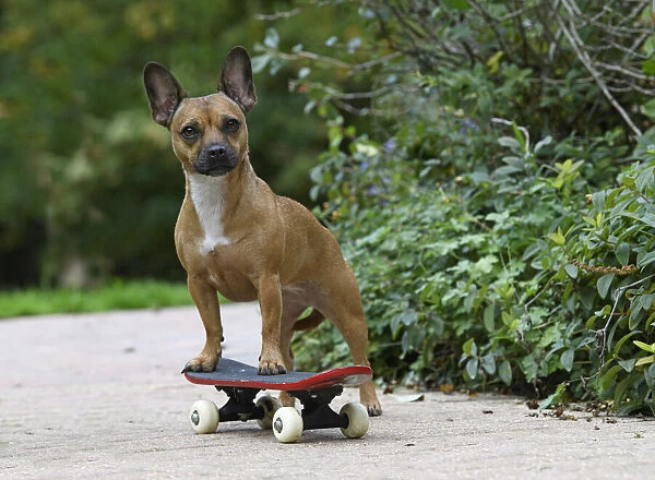DOG, French Bulldog X Chihuahua, on a scateboard in a garden