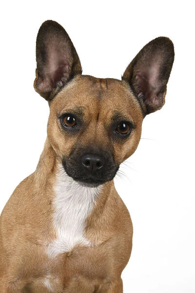 DOG, French Bulldog X Chihuahua, head & shoulders, face expressions, studio, white background
