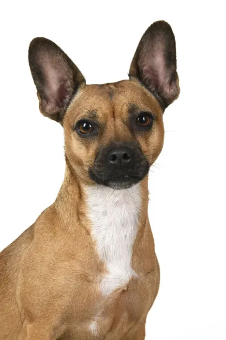 Framed Print : DOG, French Bulldog X Chihuahua, head & shoulders, face expressions, studio, white background Framed Print : DOG, French Bulldog X Chihuahua, head & shoulders, face expressions, studio, white background