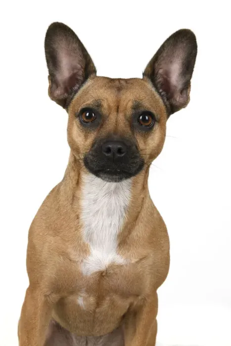 Framed Print : DOG, French Bulldog X Chihuahua, head & shoulders, face expressions, studio, white background Framed Print : DOG, French Bulldog X Chihuahua, head & shoulders, face expressions, studio, white background