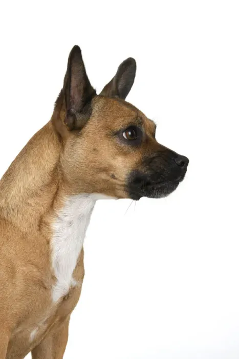 Framed Print : DOG, French Bulldog X Chihuahua, head & shoulders, face expressions, studio, white background Framed Print : DOG, French Bulldog X Chihuahua, head & shoulders, face expressions, studio, white background