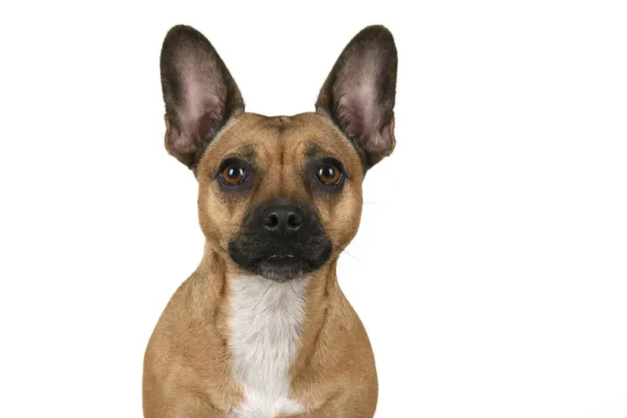 Framed Print : DOG, French Bulldog X Chihuahua, head & shoulders, face expressions, studio, white background Framed Print : DOG, French Bulldog X Chihuahua, head & shoulders, face expressions, studio, white background