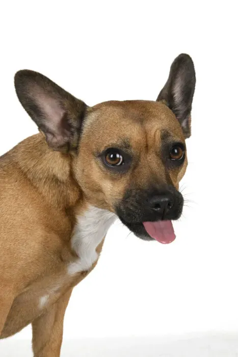 Framed Print : DOG, French Bulldog X Chihuahua, head & shoulders, face expressions, studio, white background Framed Print : DOG, French Bulldog X Chihuahua, head & shoulders, face expressions, studio, white background