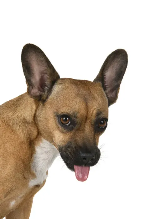 Framed Print : DOG, French Bulldog X Chihuahua, head & shoulders, face expressions, studio, white background Framed Print : DOG, French Bulldog X Chihuahua, head & shoulders, face expressions, studio, white background