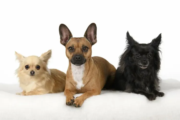 Framed Print : DOG, French Bulldog X Chihuahua, sitting with two other Chihuahuas, studio, white background Framed Print : DOG, French Bulldog X Chihuahua, sitting with two other Chihuahuas, studio, white background