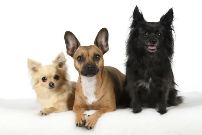 Framed Print : DOG, French Bulldog X Chihuahua, sitting with two other Chihuahuas, studio, white background Framed Print : DOG, French Bulldog X Chihuahua, sitting with two other Chihuahuas, studio, white background