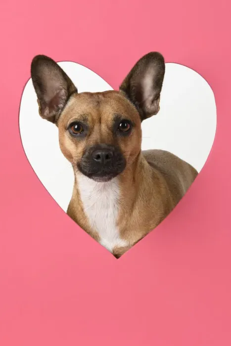 Framed Print : DOG, French Bulldog X Chihuahua, looking through pink heart shape, studio Framed Print : DOG, French Bulldog X Chihuahua, looking through pink heart shape, studio
