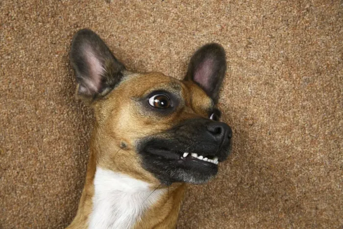 Framed Print : DOG, French Bulldog X Chihuahua, laying on its back looking up, face expressions, studio Framed Print : DOG, French Bulldog X Chihuahua, laying on its back looking up, face expressions, studio