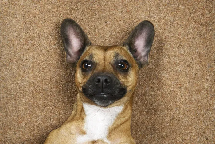 Framed Print : DOG, French Bulldog X Chihuahua, laying on its back looking up, face expressions, studio Framed Print : DOG, French Bulldog X Chihuahua, laying on its back looking up, face expressions, studio