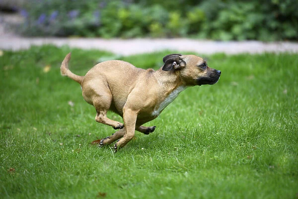 DOG, French Bulldog X Chihuahua, running in a garden