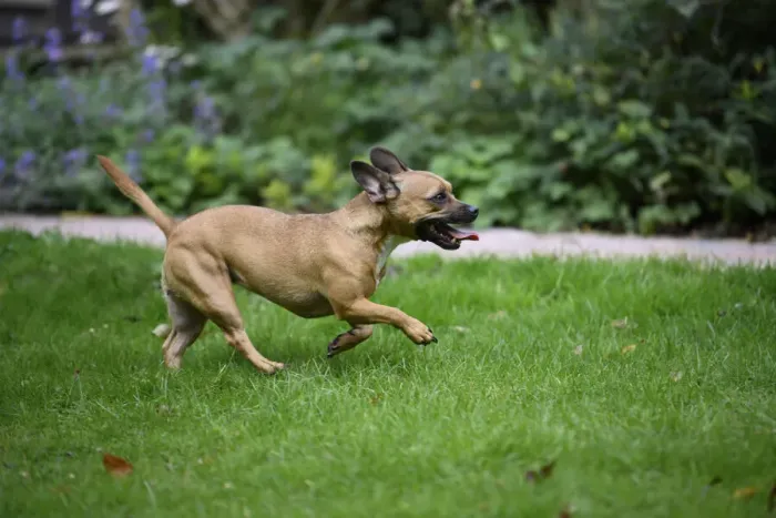 Framed Print : DOG, French Bulldog X Chihuahua, running in a garden Framed Print : DOG, French Bulldog X Chihuahua, running in a garden