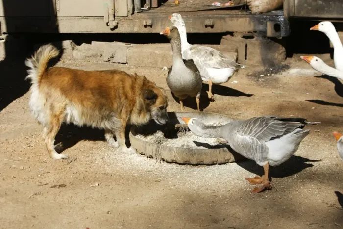 Framed Print : Dog & Geese Zambia, Africa Framed Print : Dog & Geese Zambia, Africa