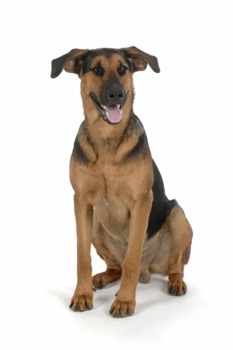Framed Print : DOG. German Shephard cross Doberman sitting down