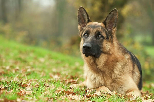 Dog - German Shepherd - adult