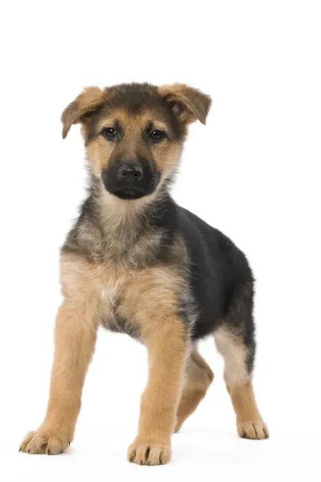 Framed Print : Dog - German Shepherd / Alsastian - puppy in studio Framed Print : Dog - German Shepherd / Alsastian - puppy in studio