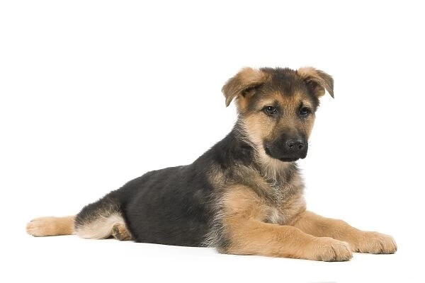Dog - German Shepherd  /  Alsastian - puppy in studio