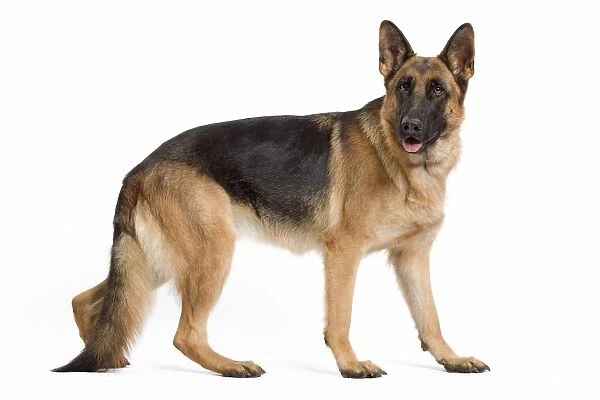 Dog - German Shepherd  /  Alsatian