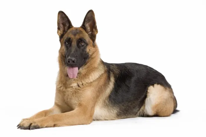 Framed Print : Dog - German Shepherd / Alsatian Framed Print : Dog - German Shepherd / Alsatian