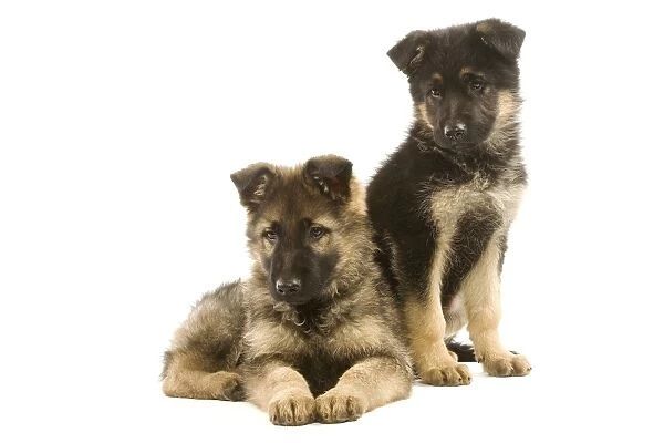 Dog - German Shepherd  /  Alsatian puppies in studio