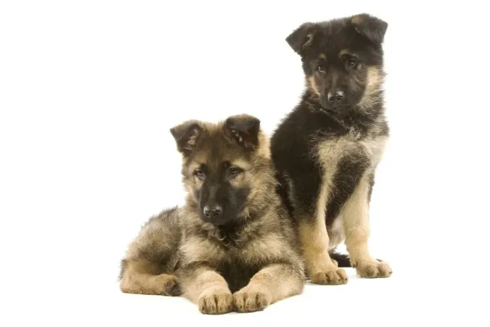 Framed Print : Dog - German Shepherd / Alsatian puppies in studio Framed Print : Dog - German Shepherd / Alsatian puppies in studio
