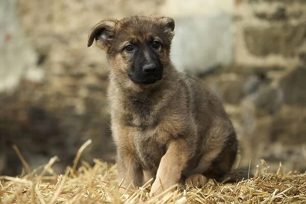 Dog - German Shepherd  /  Alsatian - Puppy