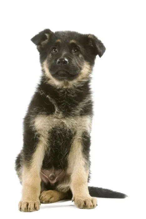 Framed Print : Dog - German Shepherd / Alsatian puppy in studio Framed Print : Dog - German Shepherd / Alsatian puppy in studio