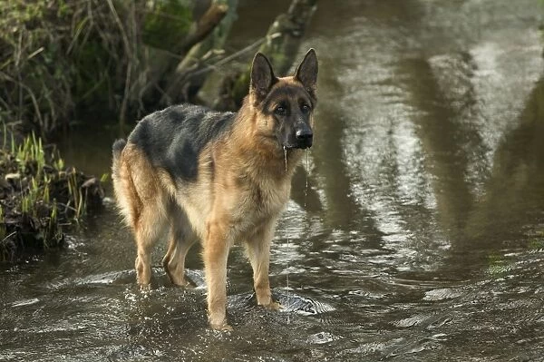 Dog - German Shepherd  /  Alsatian - In river