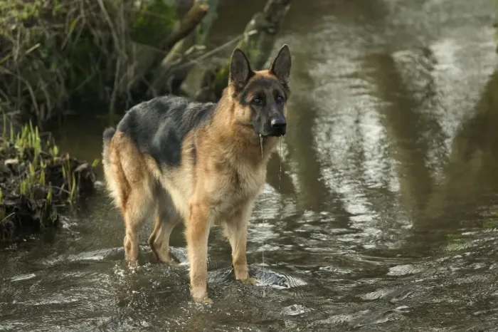 Framed Print : Dog - German Shepherd / Alsatian - In river Framed Print : Dog - German Shepherd / Alsatian - In river