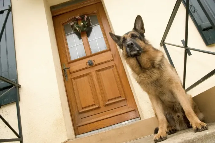 Framed Print : Dog - German Shepherd / Alsatian - sitting outside front door Framed Print : Dog - German Shepherd / Alsatian - sitting outside front door